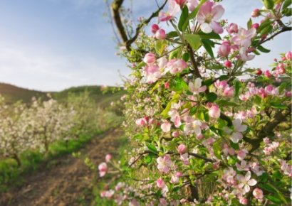 Купить садоводство и виноградство Садоводство и виноградство - фото 1